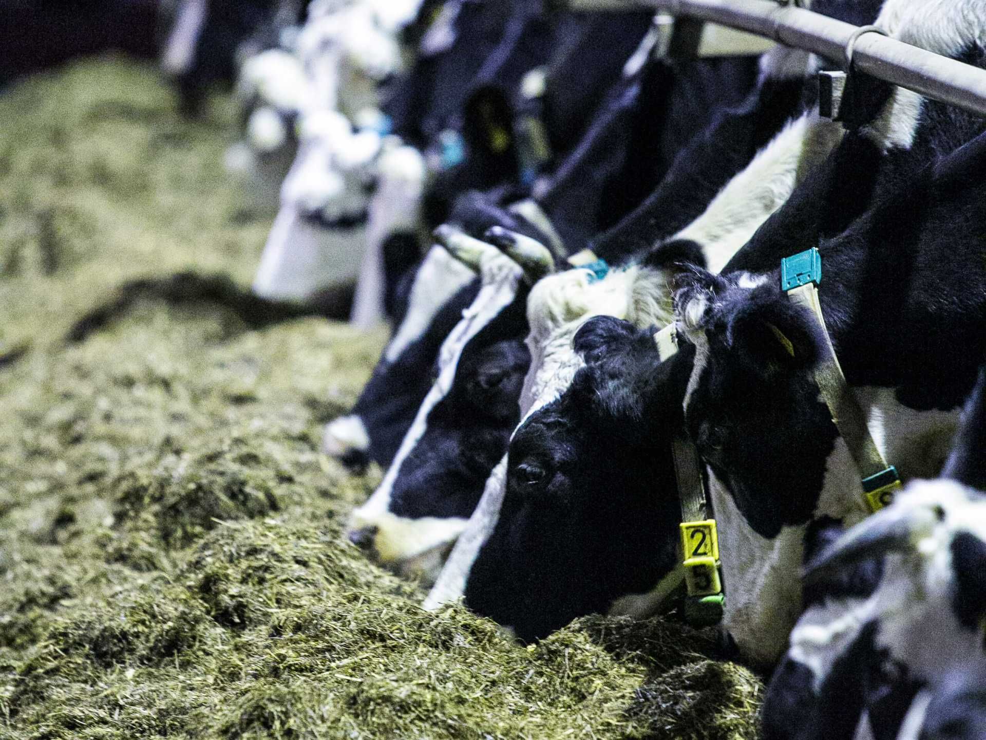 Frische Milch von den Kühen von der Weide nebenan