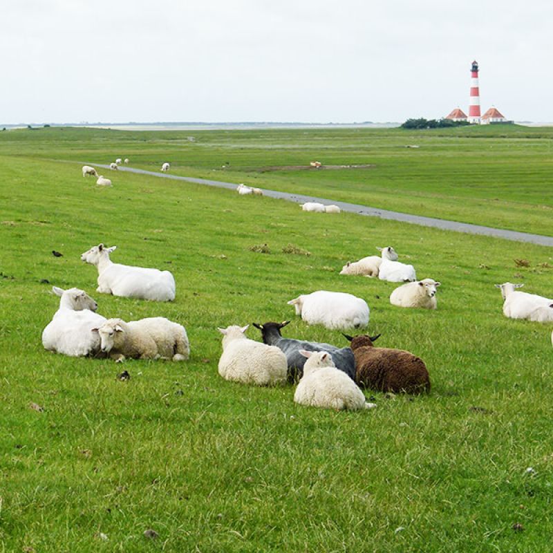 Schafe auf dem Nordseedeich